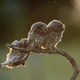 Image: Tibor Kércz/Comedy Wildlife Photo Awards